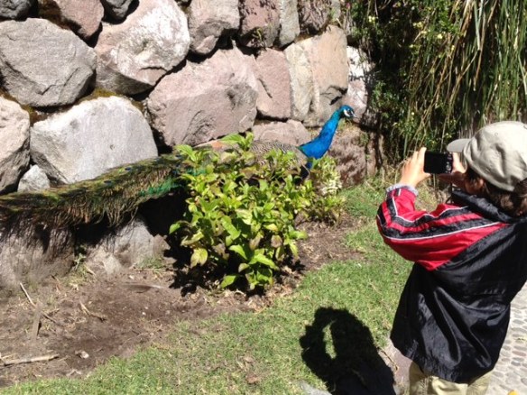 taking a picture of the peacocks